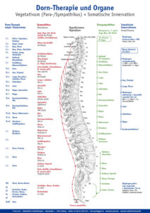 Plakat Dorn-Therapie und Organe, © Sven Koch